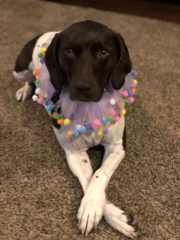/images/uploads/southeast german shorthaired pointer rescue/segspcalendarcontest2019/entries/11441thumb.jpg